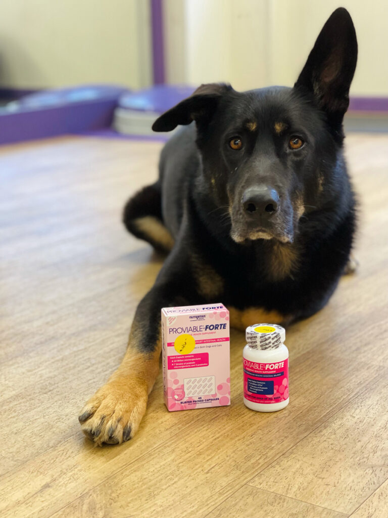 proviable-forte-sprinkle-capsules-wizard-of-paws-physical